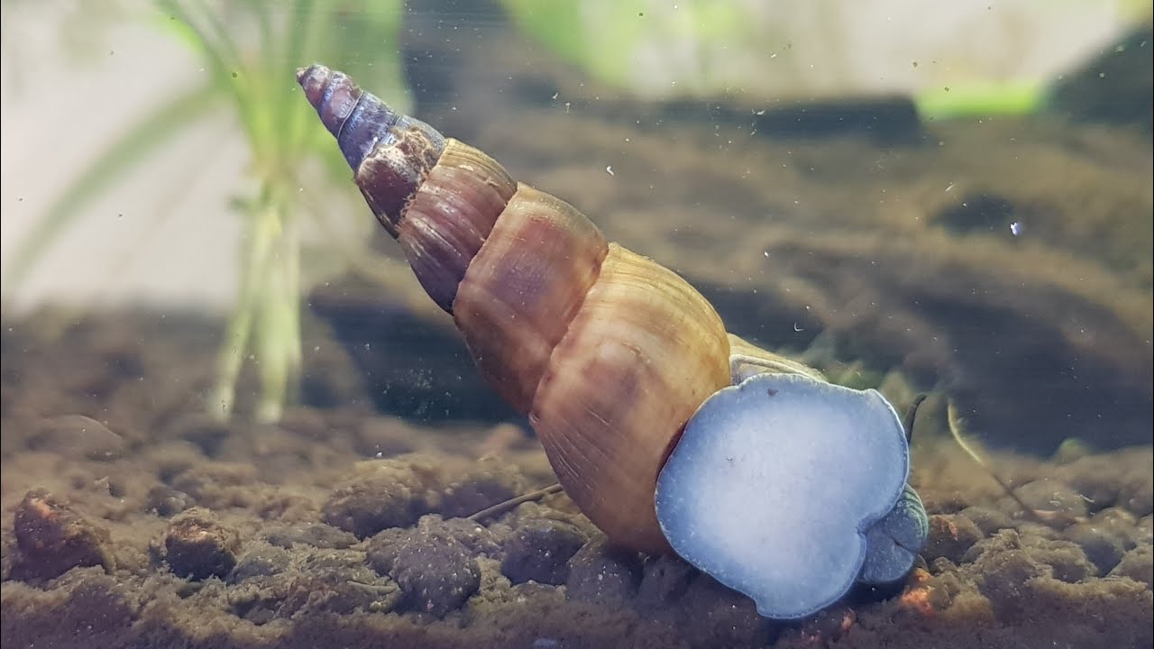 Turmdeckelschnecken Set - 3 Arten Für Sauberes Aquarium Ohne Fäulnis