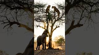 Angry Elephant vs Lions 🐘🦁 | Tree Shaking Madness (Shocking) #elephant #lion #wildlife #wildroo