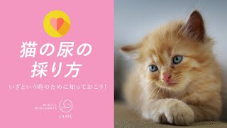 猫の尿のとりかた教えます