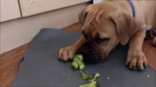 How To Prepare Raw Food For Puppies Resimi