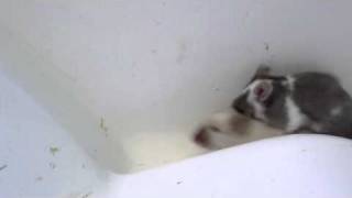 Accouplement Chez La Souris Domestique