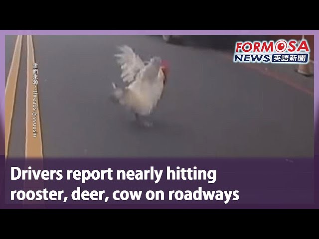 Drivers report nearly hitting rooster, deer, cow on roadways｜Taiwan News
