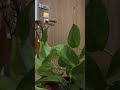 Live highlight