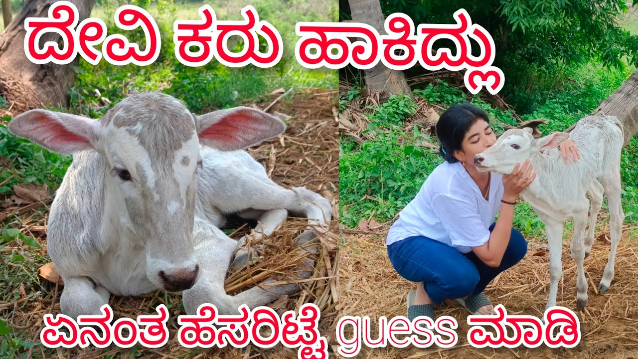 ದೇವಿ ಕರು ಹಾಕಿದ್ದಾಳೆ #ravinayanaworld #kannadavlog #dailyvlog #youtubevideo