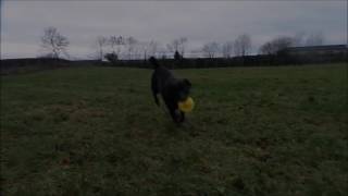 Dogs Trust Ballymena - Riley