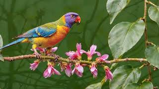 Download Lagu Tranquil Piano with Nature Sounds | Bird Music for Inner Peace \u0026 Mindfulness No Ads MP3 Download Lagu Tranquil Piano with Nature Sounds | Bird Music for Inner Peace \u0026 Mindfulness No Ads MP3