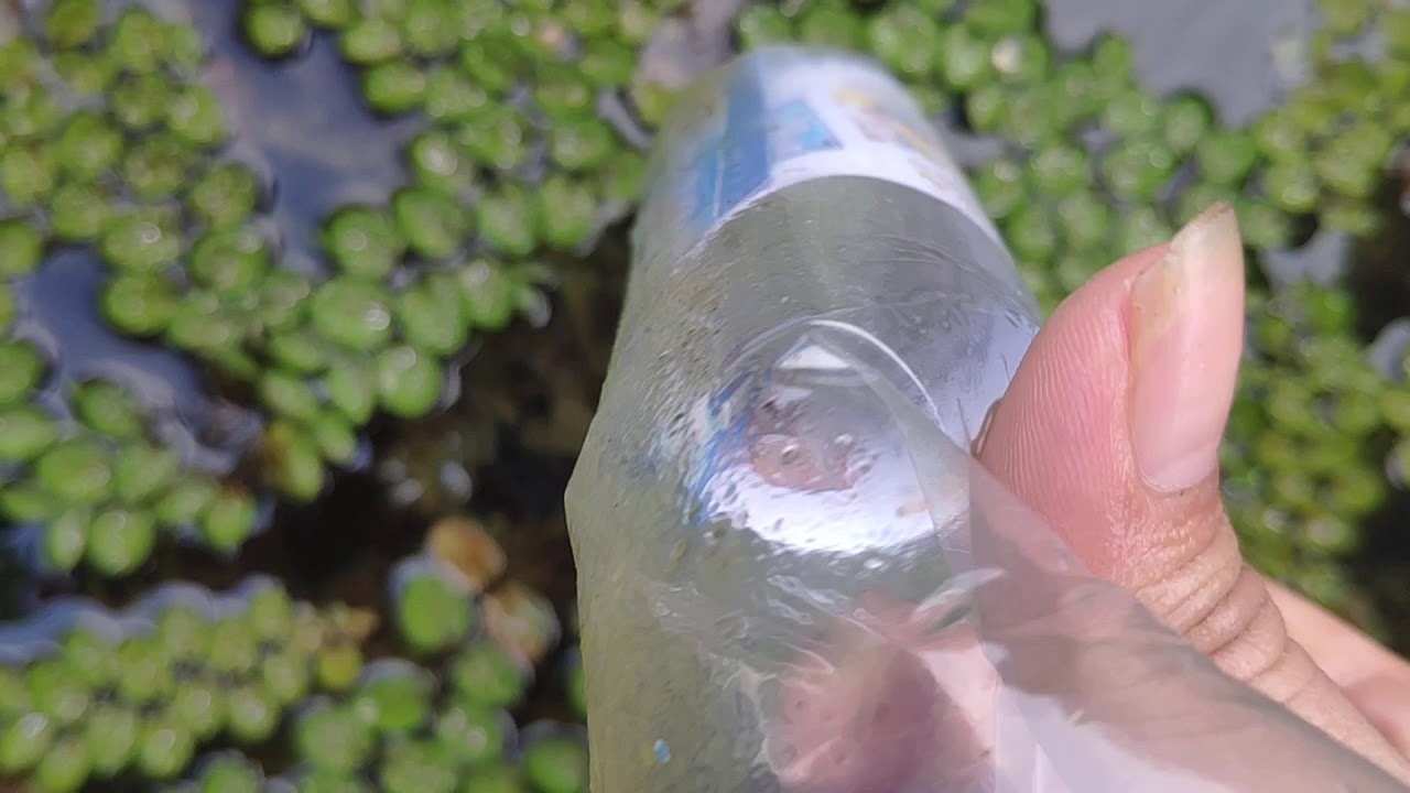 Perkenalan Lubuk Cupang Fighter Terbesar di Medan!!!