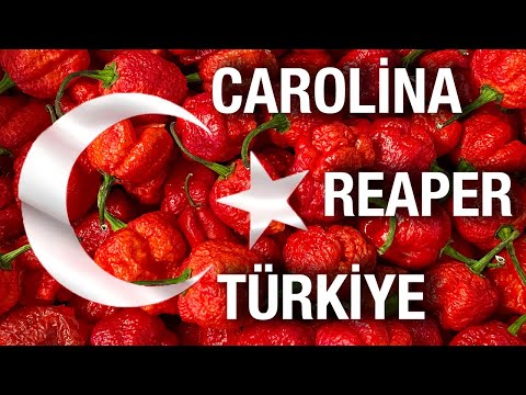 Video: Carolina Reaper Acı Bibər Məlumatı – Artan Carolina Reaper Peppers