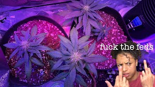 Growing weed at home | Quarantine check in