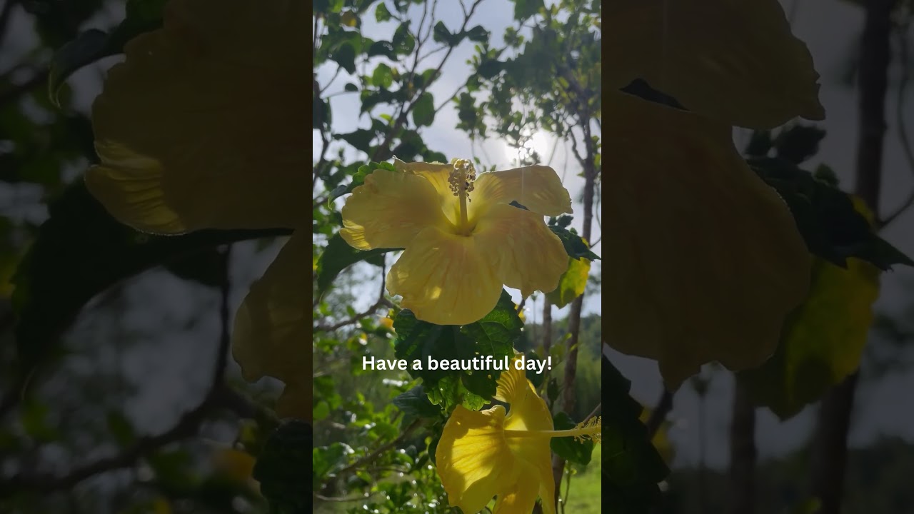 Hope this bright flower makes you smile 😊 