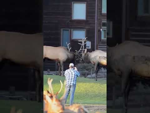 Vídeo: Como evitar bater em veados e alces com seu carro