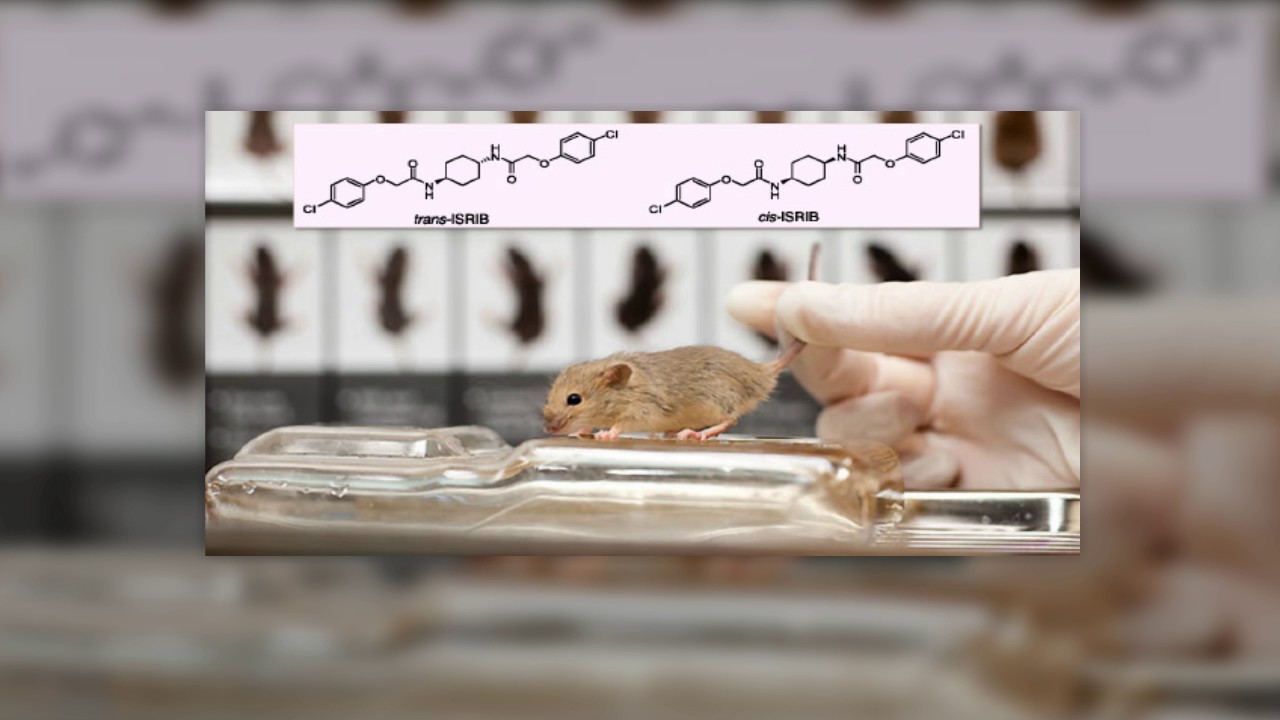 why do medical researchers use mice? - YouTube
