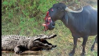 DEADLY SCENE! WHEN EVIL CROCODILE SUDDENLY TORE OFF THE BUFFALO&#39;S JAW! ANIMAL ATTACKS