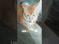 Viral!! 🐈 Video kucing oren lucu bikin ketawa ngakak😺🤣 Cat Funny #shorts