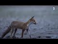 Loir-et-Cher : Rencontre avec des photographes animaliers