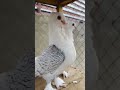 #shorts #viral #pigeon #pigeonlover #bollywoodsongs