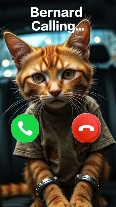 Bernard calling 🤙🏻✨ #ringtone #cat #trending #cutecat #youtube #youtubeshorts #foryou #new #calling