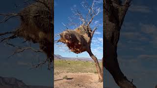 Les nids en Namibie c’est autre chose #birds #birdshouse