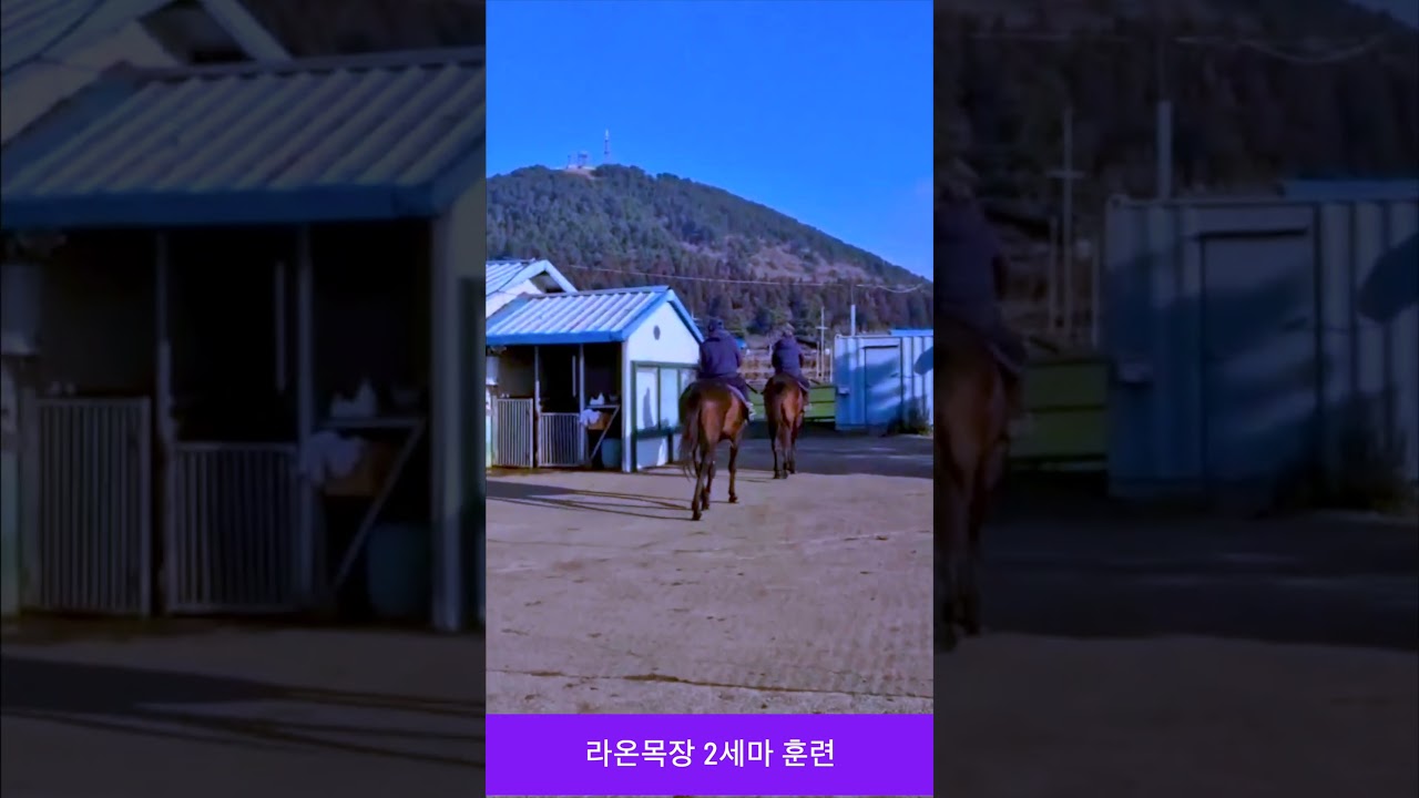 라온목장 2세마 훈련