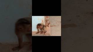 #PetMonkey #MonkeyFriend #MonkeyLover #HappyMonkey #TamedMonkey