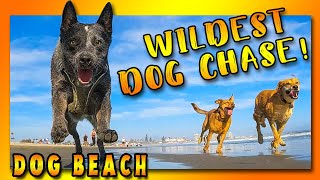 🌴Epic 5 Dog Chase on 🐕⛱️ DOG BEACH, plus a HuskyPoo (Husky Doodle)! [DOG BEACH CRUISE CUT] in 4K