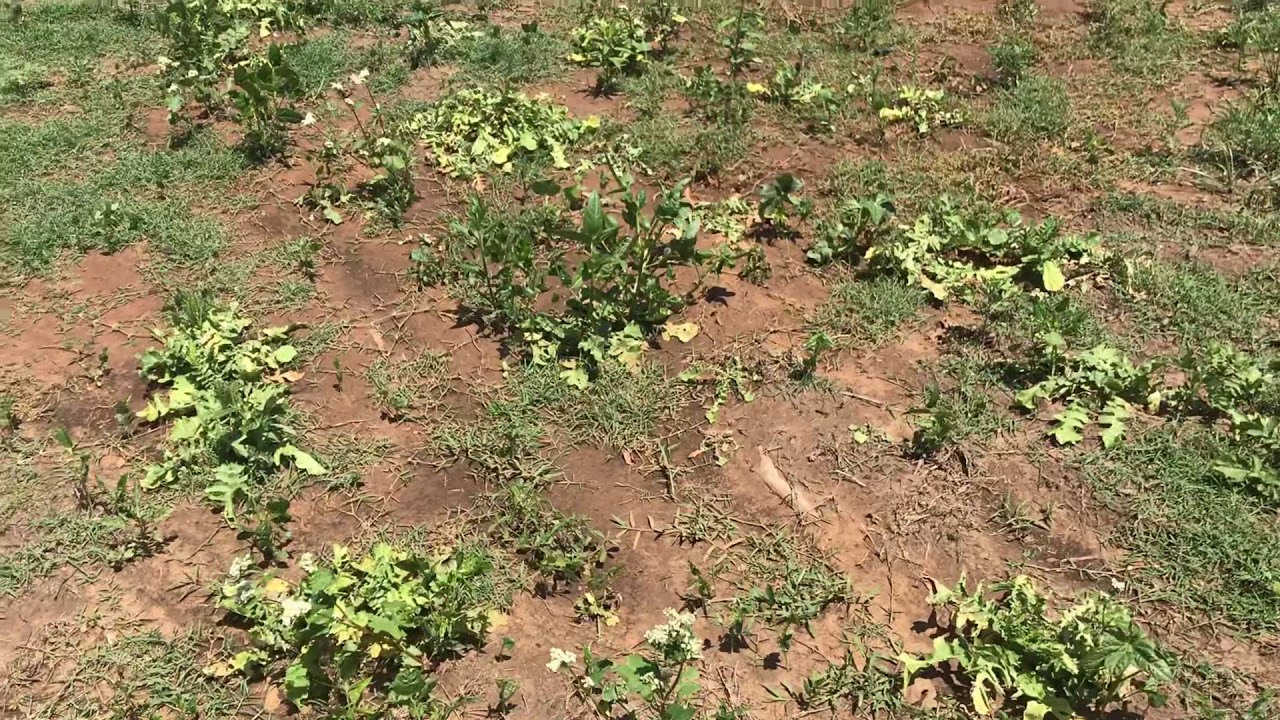 Cook’s Creek Ranch Starting Regenerative Agriculture YouTube