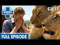 🦁 Lion Surgery In Africa | FULL EPISODE | S3E15 | Bondi Vet