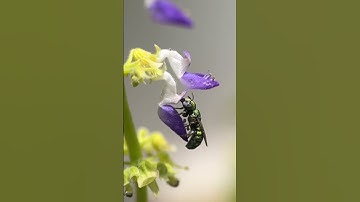 Hello Bees 😮🥰: Macro mobile photography #macrophotography #shorts #macro #bees