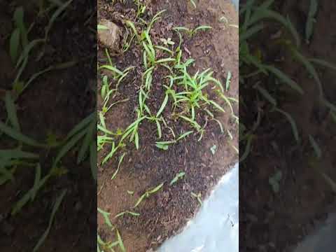 متابعة لنمو الجزر وبداية ظهور الاوراق الحقيقة لبعض الشتلات