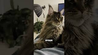 4 Alasan Kenapa Kamu Jangan Pelihara Maine Coon 😳🐱