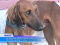 Актюбинские собаки породы казахская тазы признаны одними из самых лучших в стране
