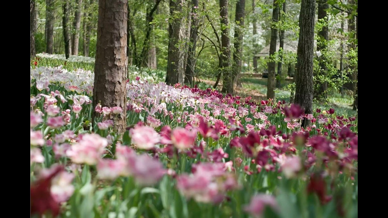 Garvan Woodland Gardens