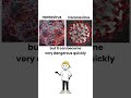 What's the difference of Hantavirus and coronavirus