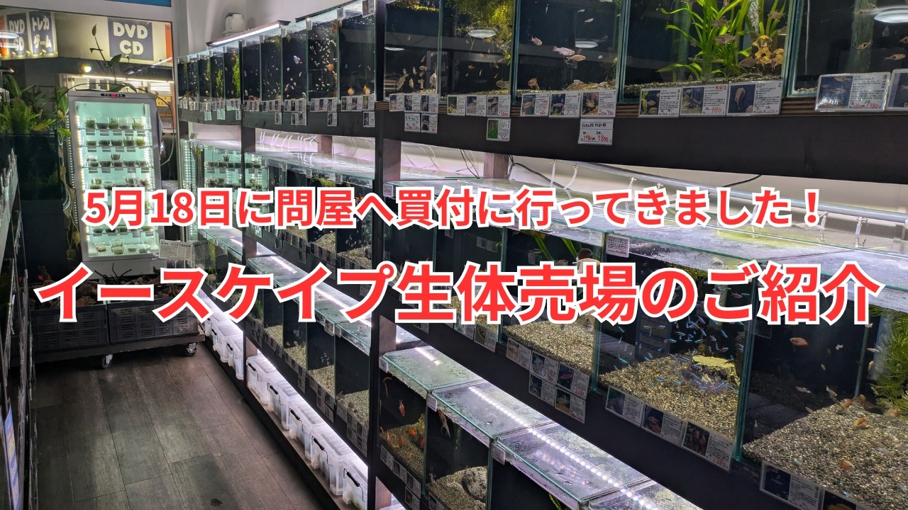 【イースケイプ】問屋さんに仕入れに行ってきたので生体売り場をご紹介します！