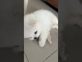 Hamachi 🐻‍❄️🐻‍❄️🐻‍❄️ #cute  #funny #funnydogs #pomeranian #smalldog