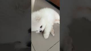 Hamachi 🐻‍❄️🐻‍❄️🐻‍❄️ #cute  #funny #funnydogs #pomeranian #smalldog