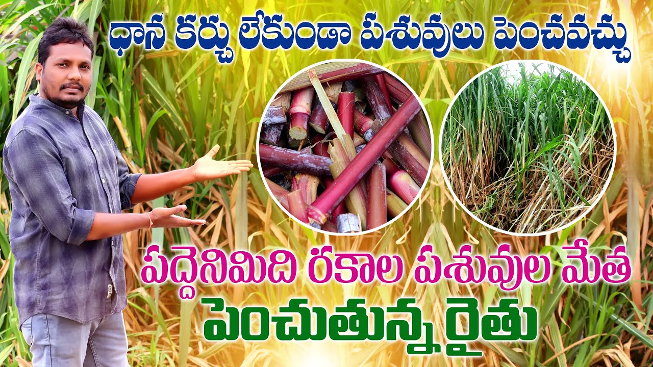 పధ్ధెనిమిది రకాల పశువుల మేత | Best Green Fodders for Dairy Farming | AgriTech Telugu