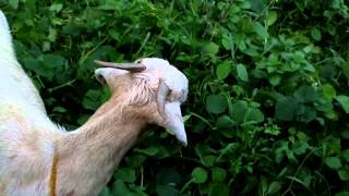 What an Indian goat looks and sounds like