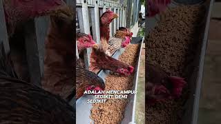 peternak ayam pemula. #perternak #ayamkampung #paka fermentasi