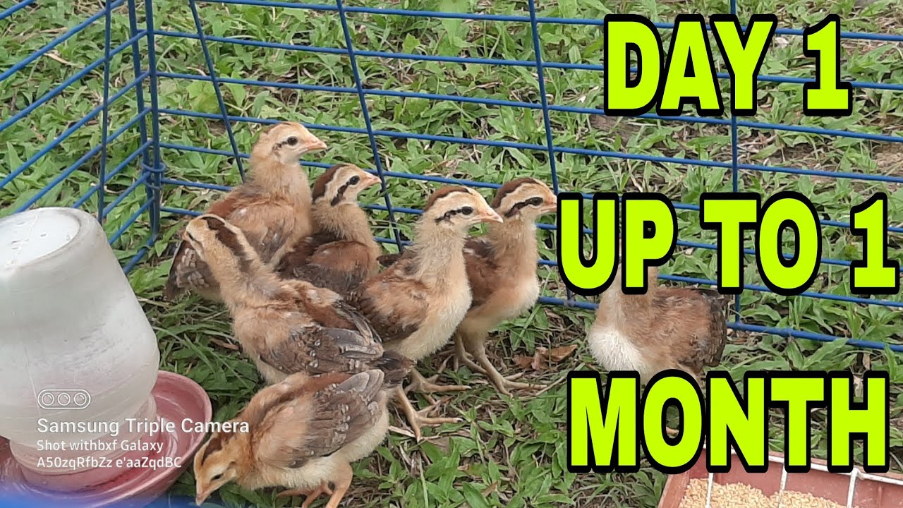 PAANO ALAGAN ANG SISIW / MULA DAY 1 UP TO 1 MONTH