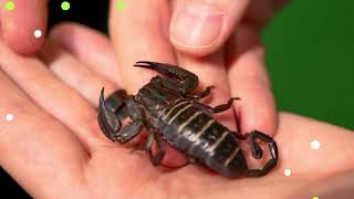 Scorpions Can Hold Their Breath For 17 days