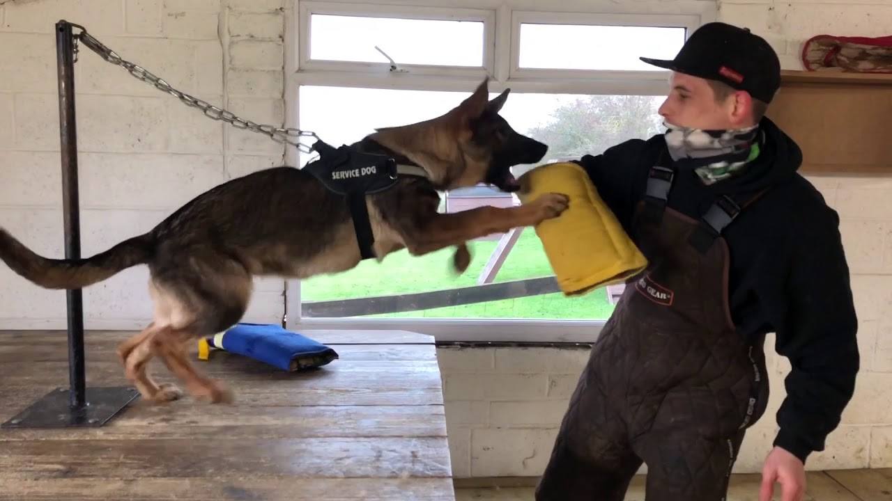 5 Month old Puppy GSD making a Personal Protection k9 Chronicles