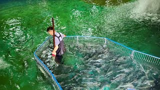 Korean salmon farming process at an amazing size salmon farm