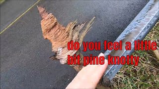 How pine trees can be used for survival fatwood fire Kindling pitch glue punk wood charred coal