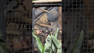 White-faced Sakis #monkey #zoo #animals #primates