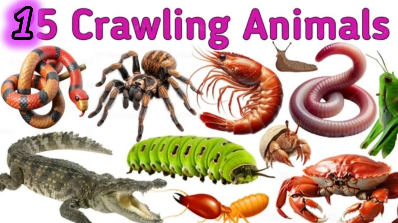 Crawling Animals for Kids | Reptiles & Insects Name in Hindi & English | Snake, Turtle, Ant, Lizard