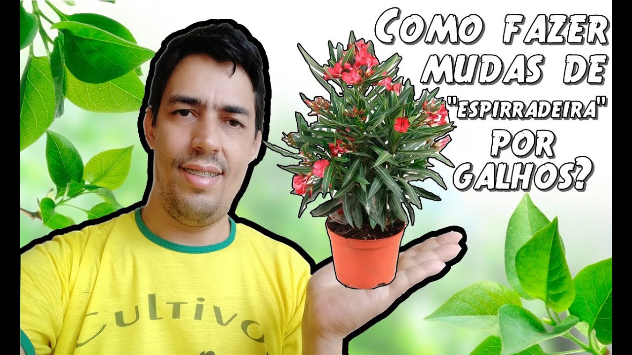 Como fazer mudas de espirradeira por galhos?