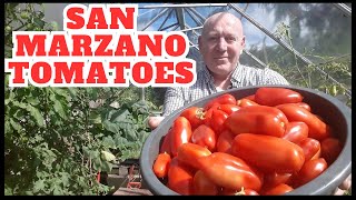 San Marzano Italian Plum Tomatoes [Gardening Allotment UK] [Grow Vegetables At Home ]