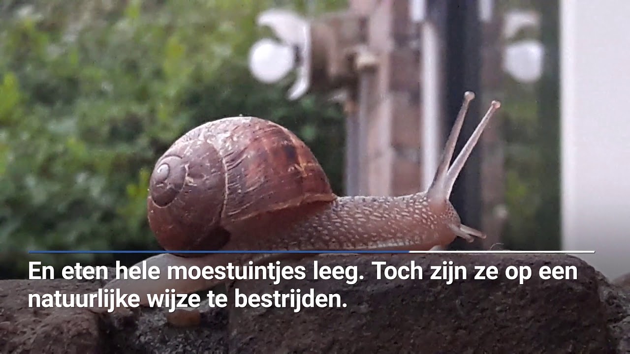 Zout strooien is uit den boze - YouTube