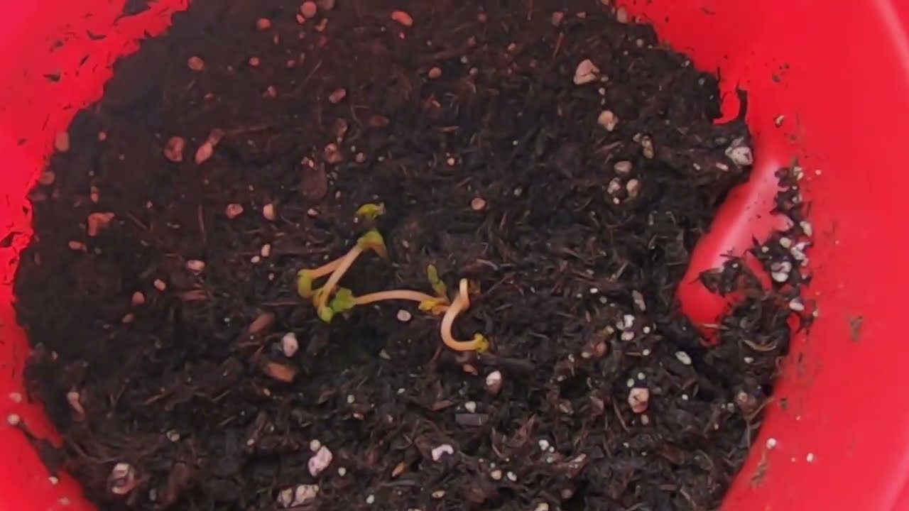 Old Store bought Carrots can we grow them?